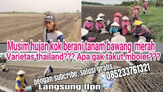 tutorial tanam bawang merah varietas thailand di musim penghujan