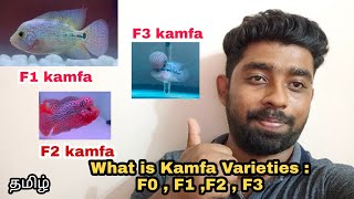 what is Kamfa Varieties : F0 or  F 1 or F 2 or F3 .? | கம்ஃபா வகைகள் என்ன? | @aquapetsfarmtamil4785