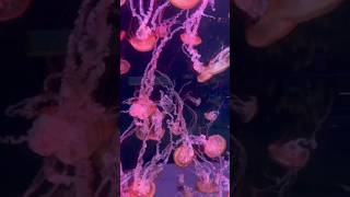 Medusa Gran Canaria #shortvideo #medusa #animals