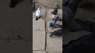 #birds #animals #viralvideo #videos