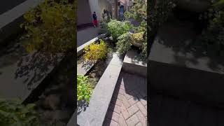 ⛲️Big Bonsai Water Fountain⛲️ #subscribe #viral #youtube #youtubeshorts #richmond #virginia #rva