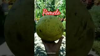 Pomelo #shorts #pomelo