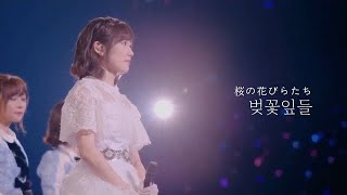 【 한글자막 】 AKB48 - 벚꽃잎들 (桜の花びらたち)