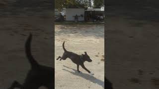 Wally the dog can still run, 14 years old! Bat ears Little Lab