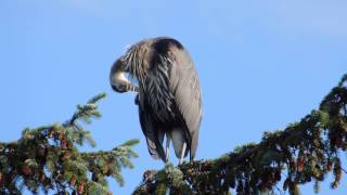 Great Blue Heron - July 26/14