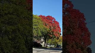 El color del otoño!!!🍁🍁