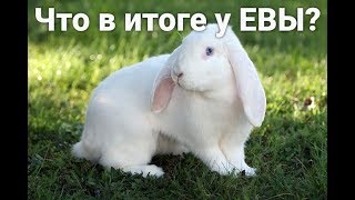 Что в итоге происходит у крольчихи Евы?