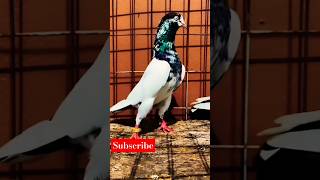 High mutilation Teddy kabootar🔥💯 #kabootr #bird #kabootars #birdspecies #ytviral #shorts #pigeon