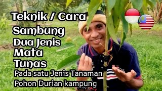 TEKNIK / CARA SAMBUNG / SETEK  DUA JENIS MATA TUNAS DURIAN PADA SATU TANAMAN POHON DURIAN KAMPUNG