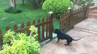 Cute dog opens gate to get frisbee