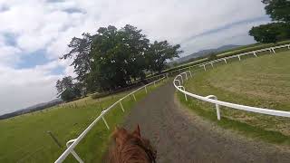 Hahadi on the gallops