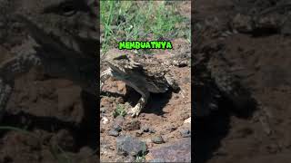 air mata darah | Horned Lizard #shorts #wildlife #animal