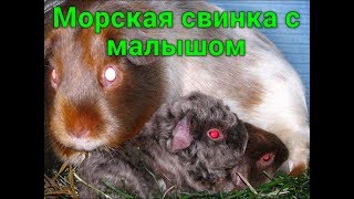 Морская свинка с малышом. Детёнышу на видео 6 дней.