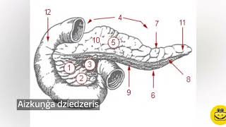 Gremošanas orgānu sistēma