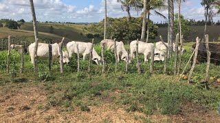 BEM ESTÁ ANIMAL TRÁS RENDIMENTO DE CARCAÇA E GANHO DE PESO