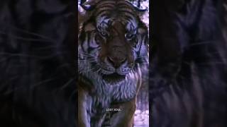 #tigervideo #foryoupage #viral #trendingshorts #top #foryou