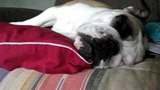 English Bulldog Snoring and Dreaming