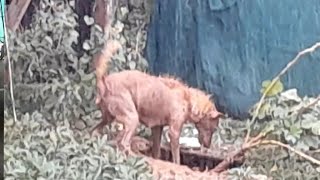 Mother dog crying and panicking to save puppy in the rain