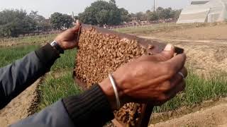 BEE KEEPING TRAINING BODHGAYA  / Beekeeping Business / Business Idea / Honey manufactur / Honey Bee