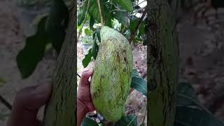 Mangga Mahatir Panen Kondisi Hujan‼️#shorts #shortvideo #fruit #mangga #viral #berbuah #petanimuda