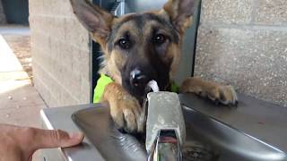 Cutest German Shepherd Ever!!!  Drinking From Drinking Fountain