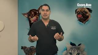 Micro cápsula 2: Beneficios de la esterilización en mascotas - CoopeAgri Veterinaria