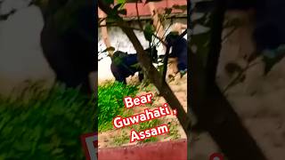 ভালুক - Guwahati Zoo part 2 🌹 #youtubeshorts#love#trending#viral#india#assam#guwahati#animal