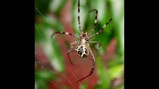 Spider web construction #spider #macro