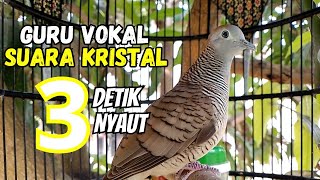 Perkutut Lokal Gacor - Suara Kristal, Siulan Memanggil Lawan