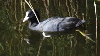 Bläßhuhn (Fulica atra)