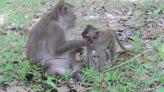 Monkeys Life Around Angkor Wat Cambodia