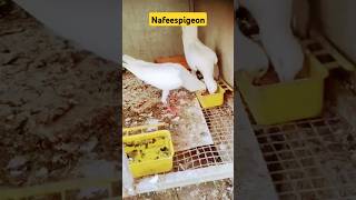 #pigeons #bird #nafeespigeon #kabootar #shortsviral #shorts