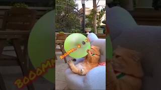 New Funny Animals Video | Boom 💥 😂 | Funny cat videos | #cat #shorts