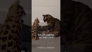 #animaisfofos #animais #animals #animal #cuteanimals #fofo #funny #animaisengraçados