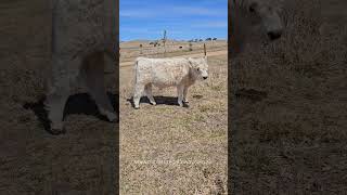 woody beautiful boy #cowlover #animal #farmlife