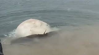 Saving struggle electric ray and giving a second chance at life | Animal rescue compilation