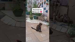 #salmo91 #oraçãodamanhã #salmo23 #viralvideo #cat #adoteumgato #gatos #adote #catlover #passarinhos