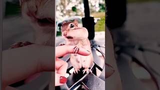 feeding peanut to an adorable chipmunk mom #viral