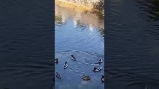 Wild Ducks 🇷🇸 #shortsfeed  #duck  #shortvideo