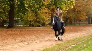 Horse Guard in Hyde Park