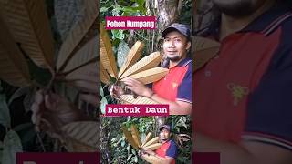 CIRI DAN BENTUK DAUN POHON KUMPANG