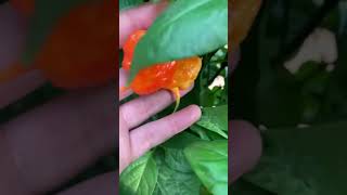 Carolina Reaper pepper👿🌶 vs  innocent human איש תמים אוכל קרולינה ריפר! התוצאה בסרטון 😱 #shorts