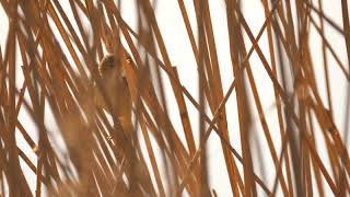 Teichrohrsänger an der Kiesgrube in Laussig ganz nah mit Gesang _ Vogelbeobachtung