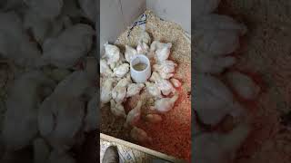 Homestead Chickens The Cornish Cross Voracious Eaters!!! Week 1.