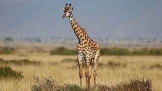 Giraffe in the savannah. Kenya. Masai Mara.