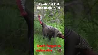 bowhunting Turkeys is almost upon us in TN, go to channel to see how this hunt unfolds !