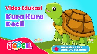 Kura Kura Kecil | Lagu Anak Anak PAUD Indonesia Balita