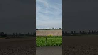 Viewing Tulip fields in the Netherlands