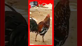 Filipin Rooster #shorts #ayamfilipin #ayamhobi #rooster #serbatutorial78