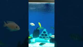 peacock and mbuna cichlid tank #aquariumfish #baby #shorts